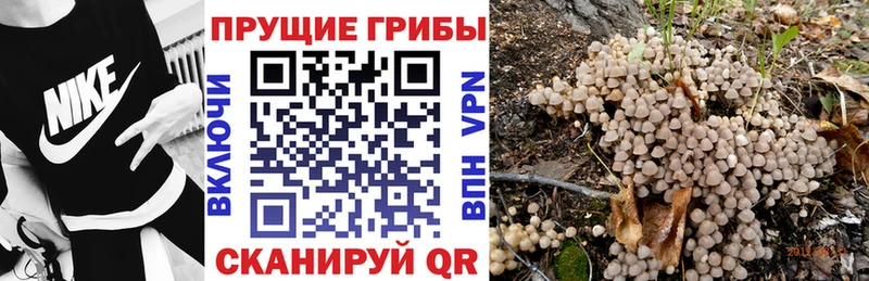 Галлюциногенные грибы Psilocybe  Сорск 
